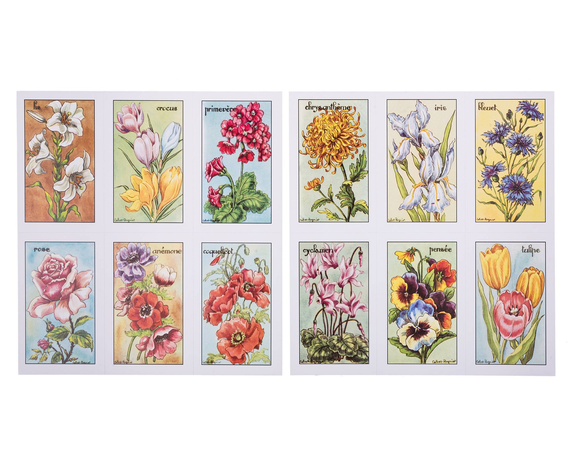 04  AP-008 Fleurs
