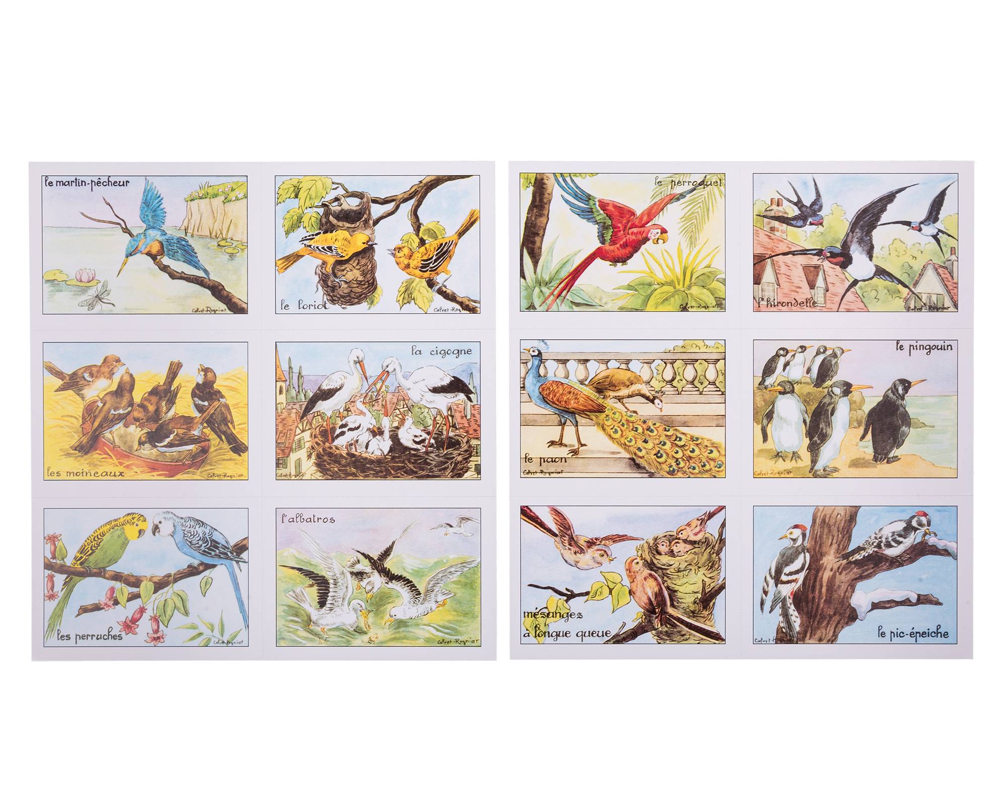 04 bis AP-006 Oiseaux