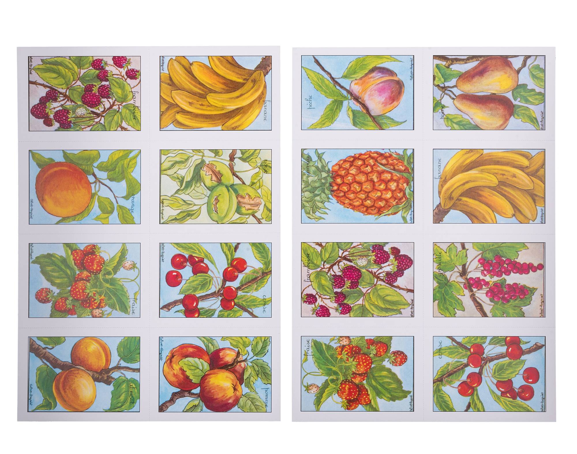 17 BP-032 FRUITS